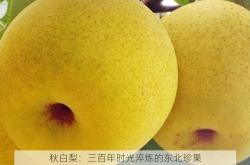 秋白梨：三百年时光淬炼的东北珍果