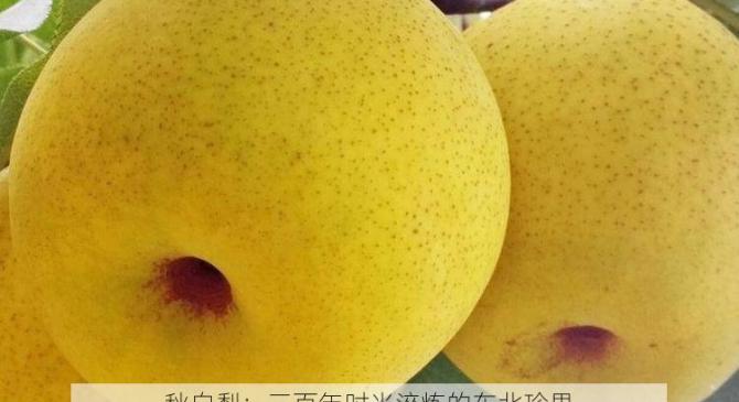 秋白梨：三百年时光淬炼的东北珍果