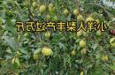 辽宁这个小县城，种出了“梨中之皇”