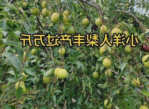 辽宁这个小县城，种出了“梨中之皇”